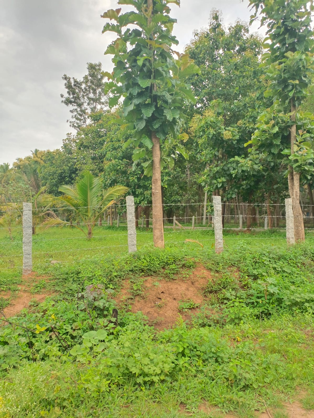 Farm Land Near Sirsi Town