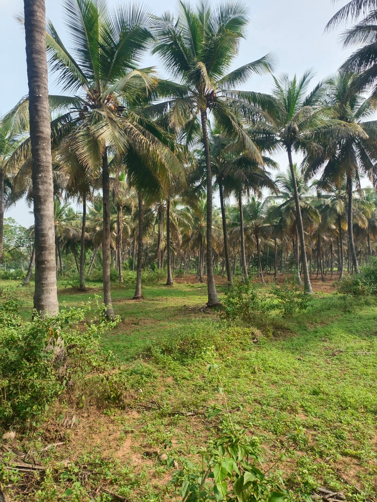 Coconut Farm Land Near Sirsi - Hubli Road